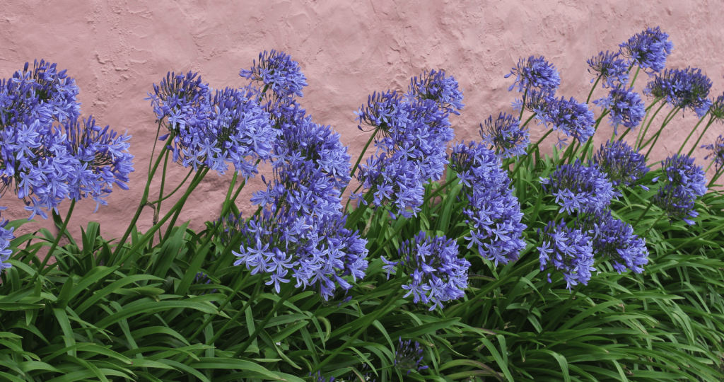 Agapanthus in bloom 