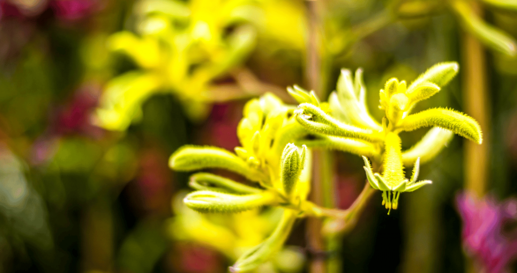 Anigozanthos Bush Zest