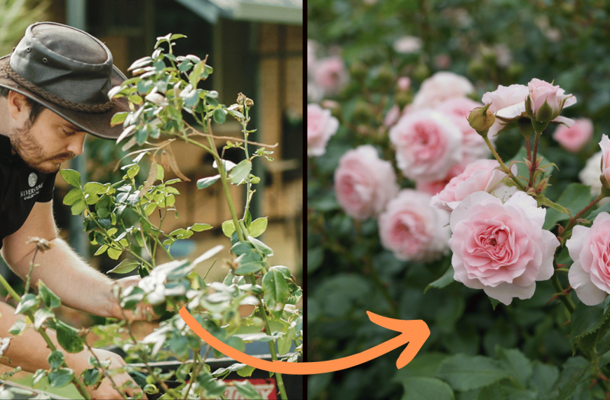 A simple guide to pruning roses in Perth WA