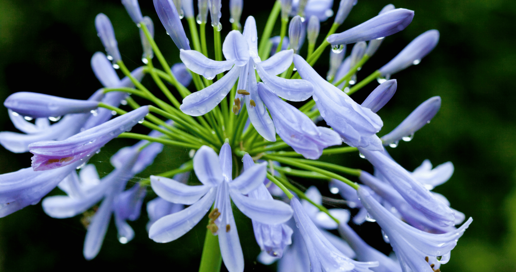 Agapanthus close up