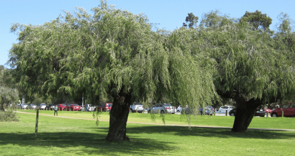 Agonis flexuosa tree
