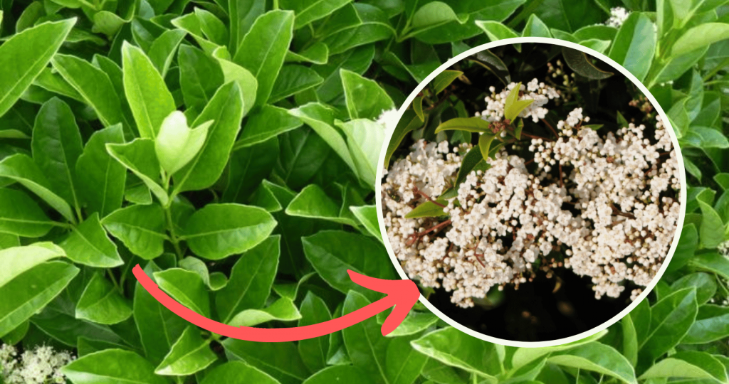 Viburnum - Leaf and Flower Graphic - Silverstone Gardening