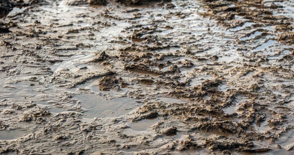 Water logged soil