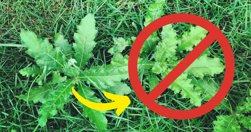 Broadleaf weeds