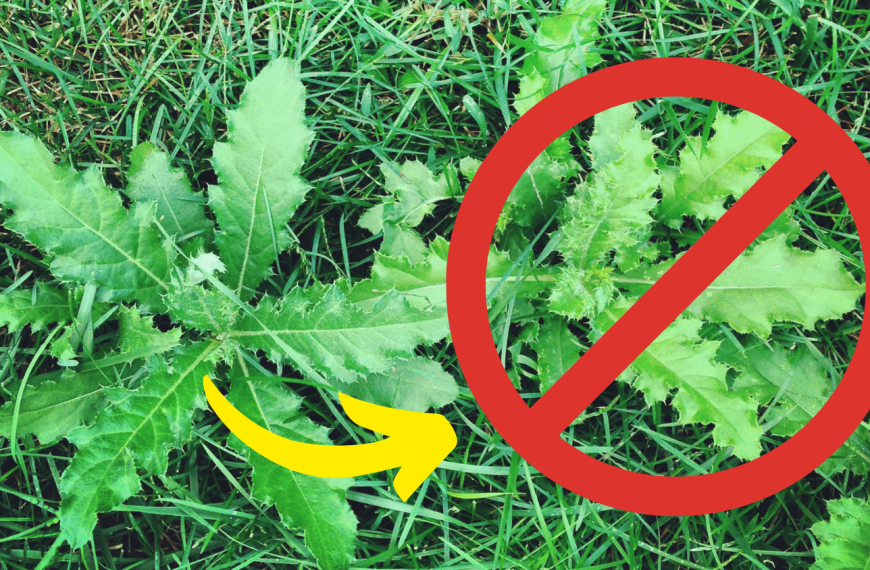 The Complete Guide: Maintaining a Weed Free Lawn