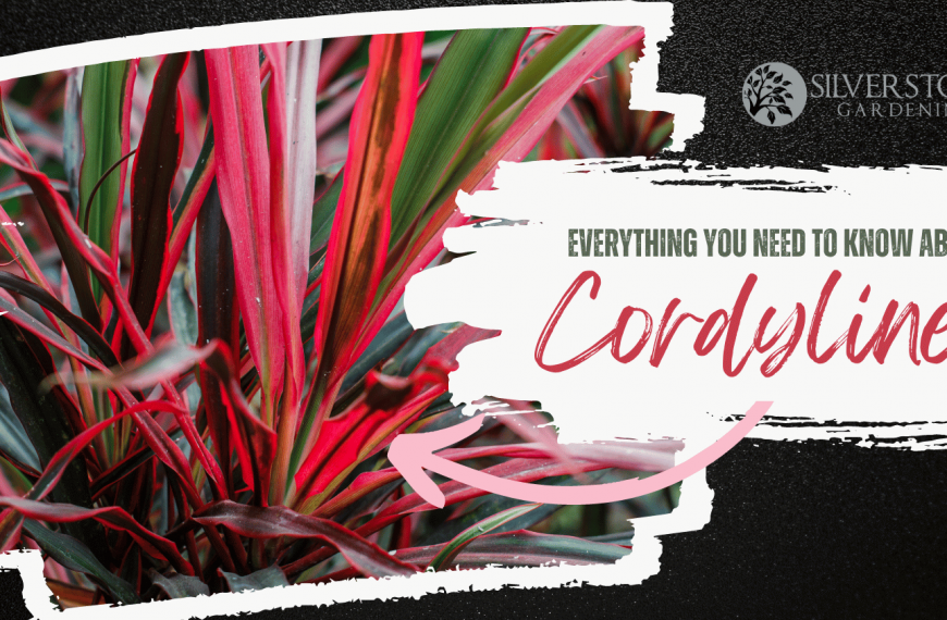 Everything you need to know about Cordyline