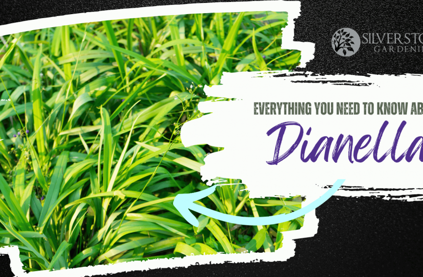 Everything you need to know about Dianella