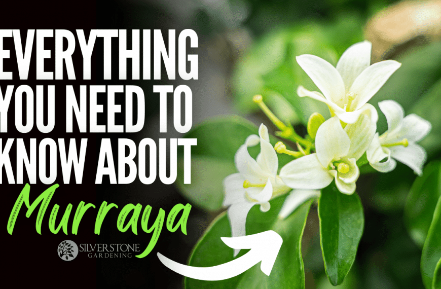 Everything you need to know about Murraya