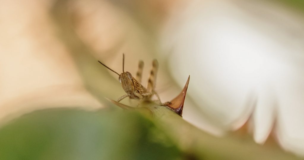 Gardening Services Armadale - Plant Health Services