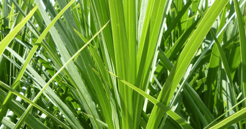 Cordyline Kasper Green