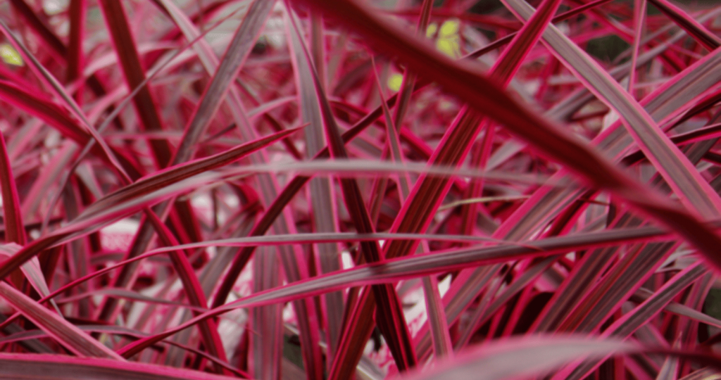 Cordyline Raspberry Fountain
