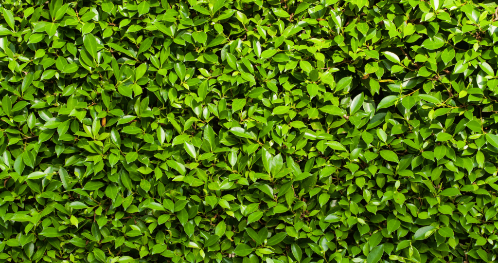 Murraya plant