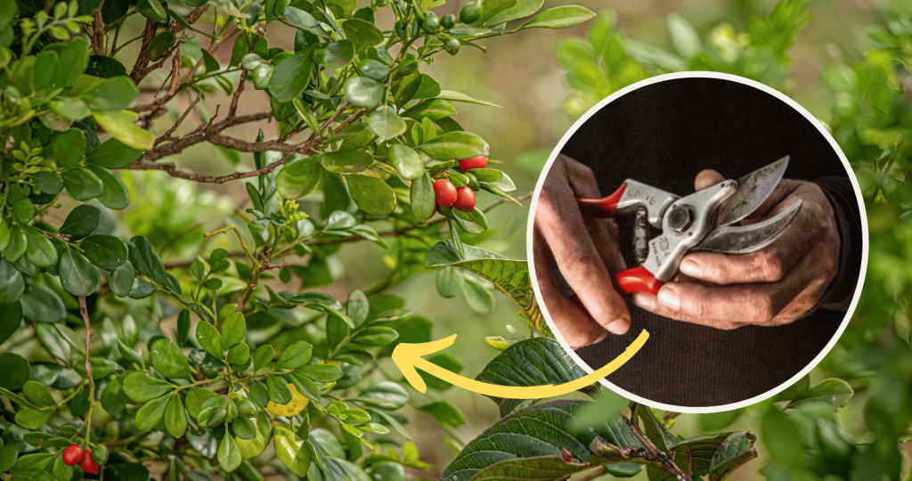 Pruning a murraya plant