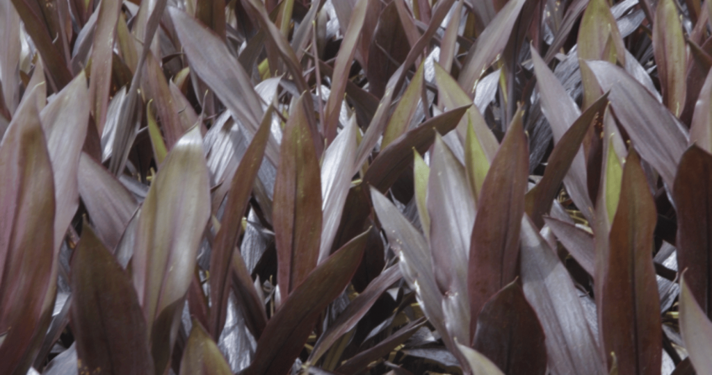 Cordyline Caruba Black
