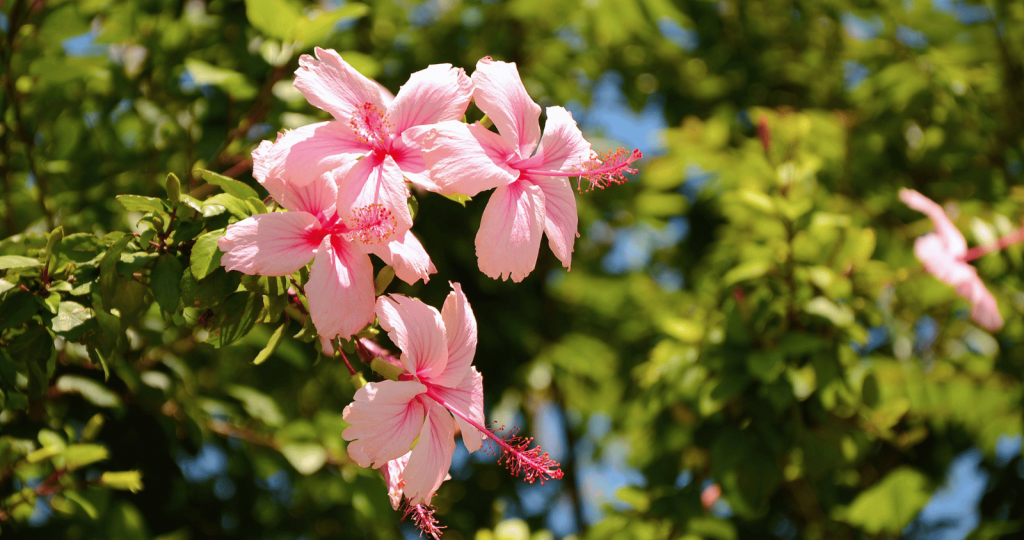 Hibiscus flowers