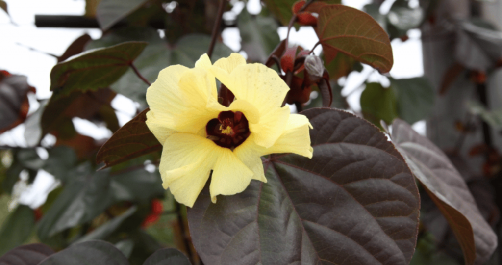 Hibiscus tiliaceus rubra ‘Cottonwood’