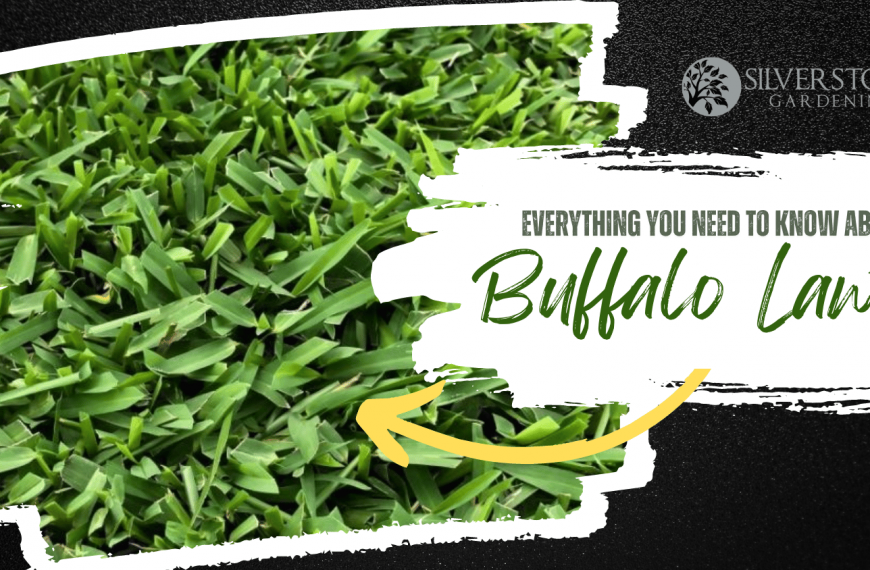 Everything You Need To Know About Buffalo Lawns