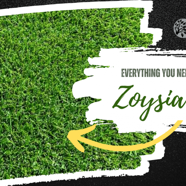 Everything You Need To Know About Zoysia Lawns