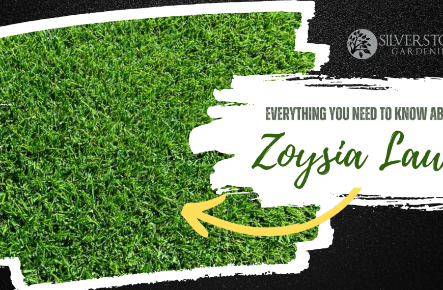 Everything You Need To Know About Zoysia Lawns