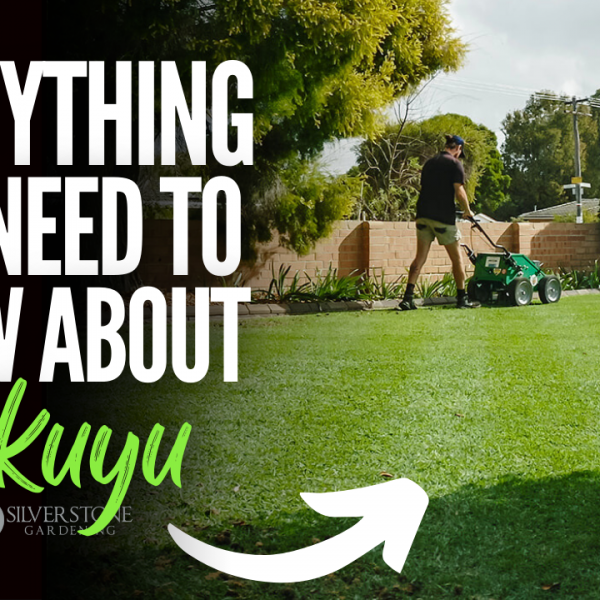 Everything you need to know about Kikuyu