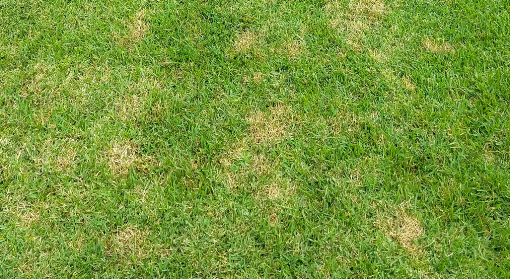 Zoysia Dollar Spot