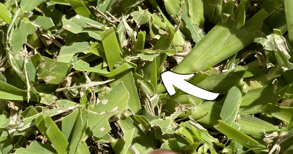 Buffalo Lawns Damaged By Sod Webworm