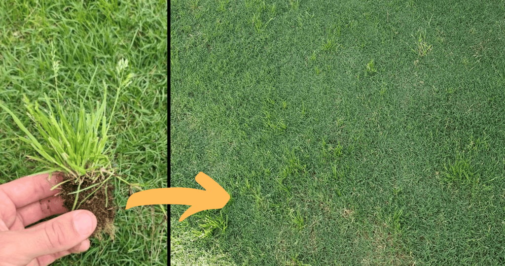 WIntergrass in Couch lawns