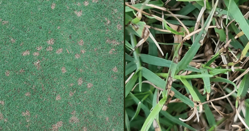 Couch Fungal Diseases