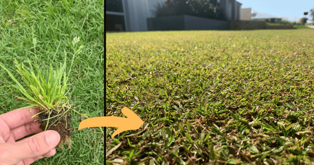 Wintergrass in Zoysia