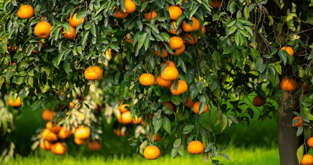 Citrus and Fruit Tree Pruning Mandurah