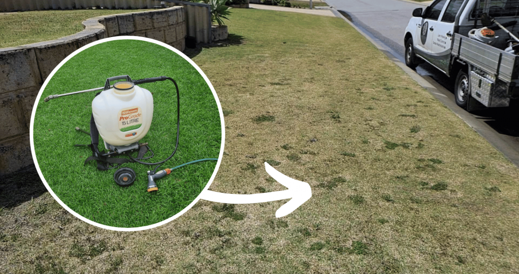 Controlling weeds in couch lawns