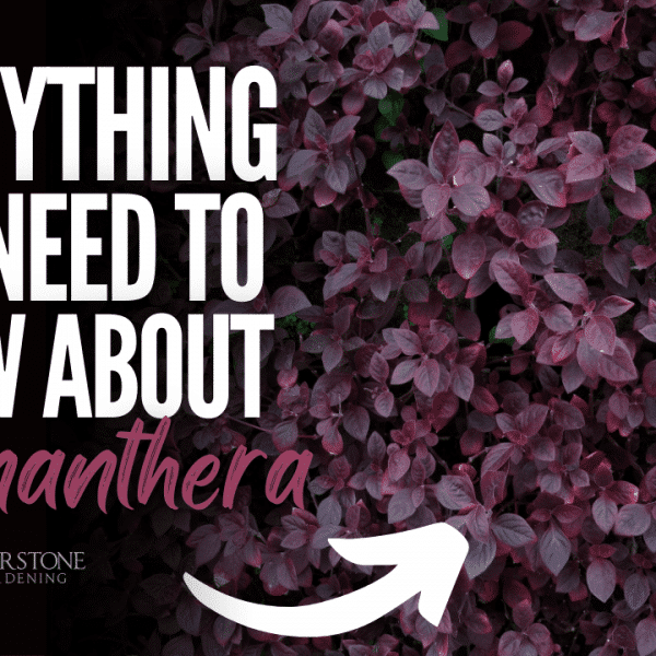 Everything You Need To Know About Alternanthera