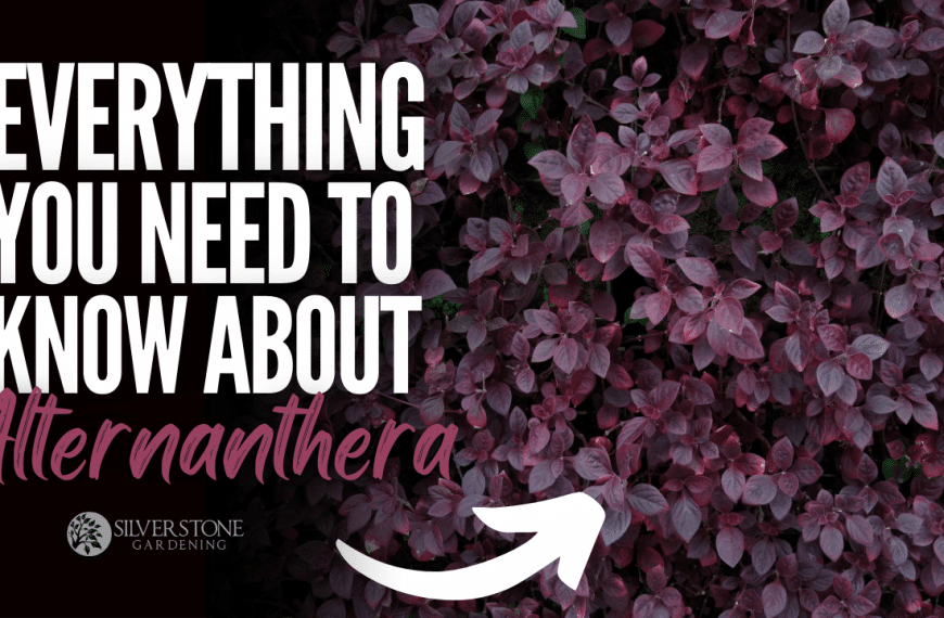 Everything You Need To Know About Alternanthera