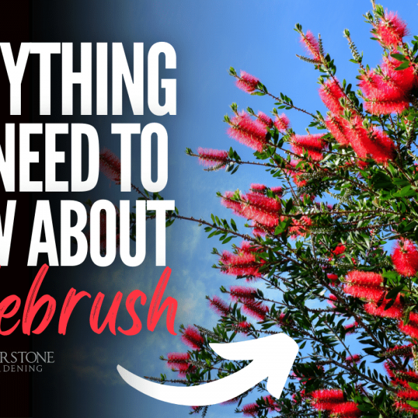 Everything you need to know about Bottlebrush tree (Callistemon)