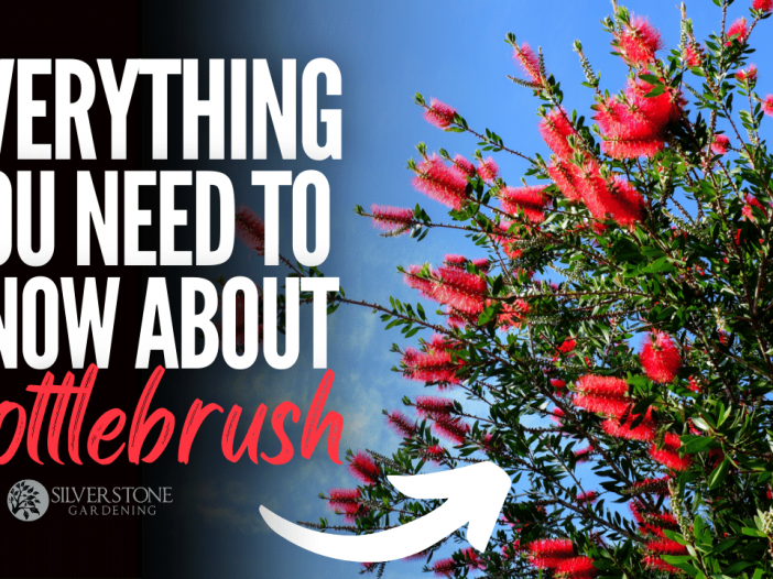 Everything you need to know about Bottlebrush tree (Callistemon)