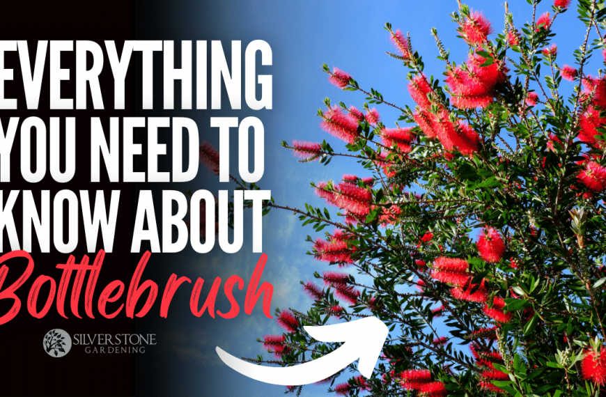Everything you need to know about Bottlebrush tree (Callistemon)