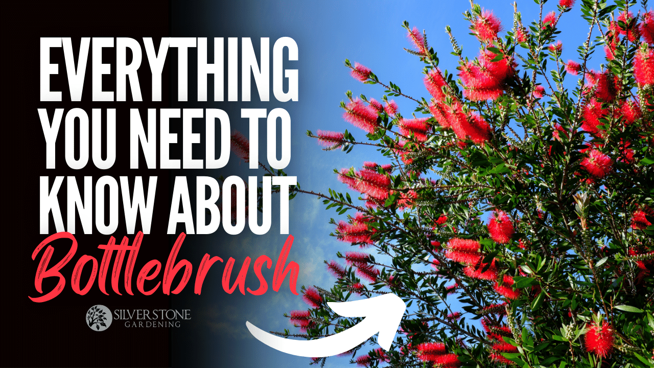 Everything You Need To Know About Bottlebrush