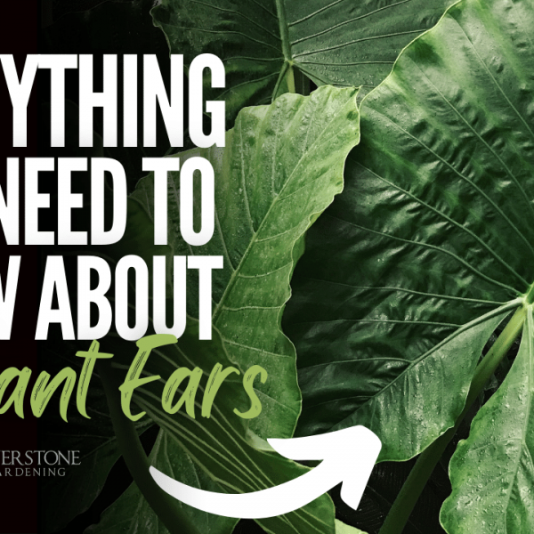 Everything You Need To Know About Elephant Ears (Alocasia)