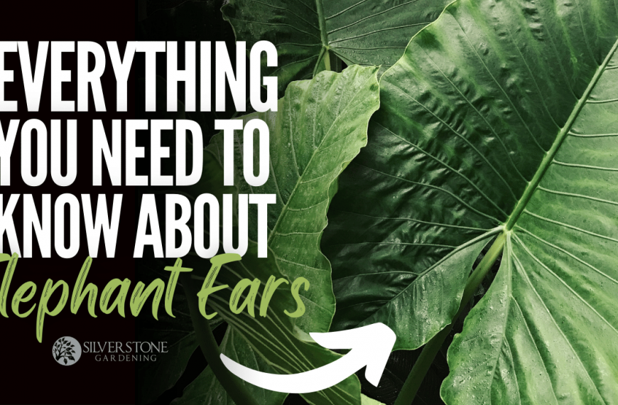 Everything You Need To Know About Elephant Ears (Alocasia)