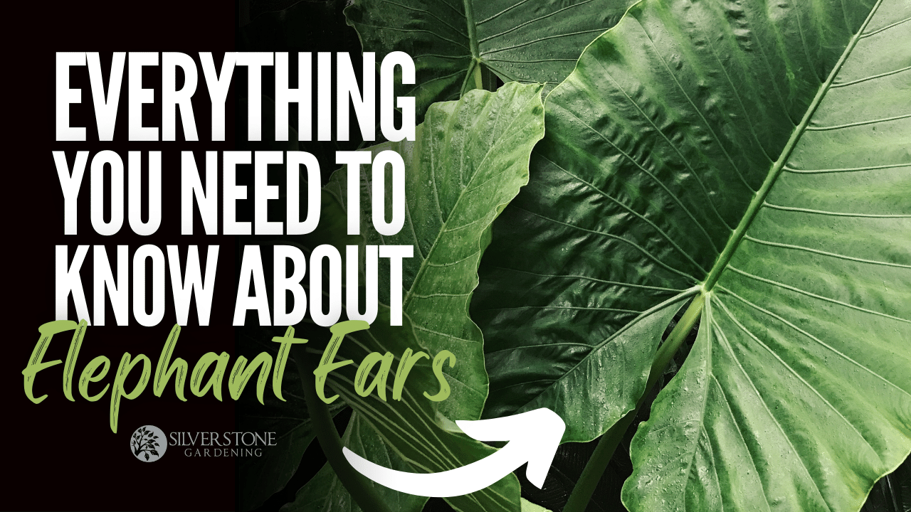 Everything You Need To Know About Elephant Ears (Alocasia)