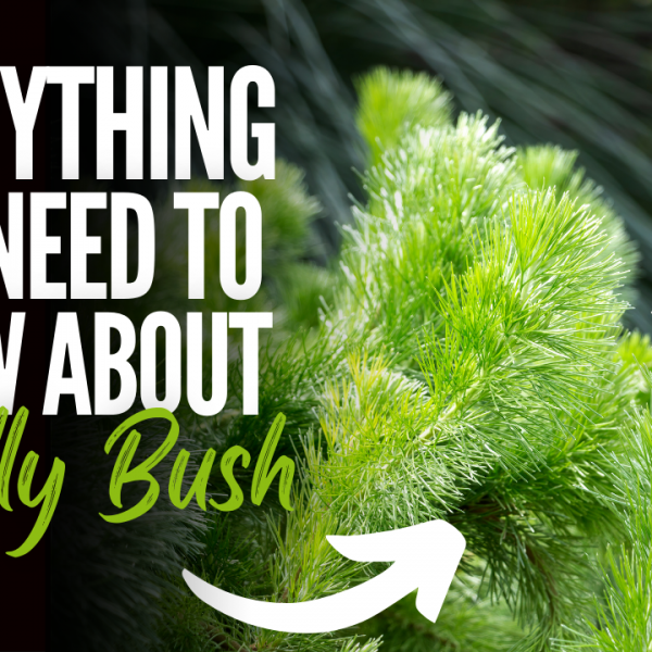 Everything You Need To Know About Woolly Bush – Adenanthos