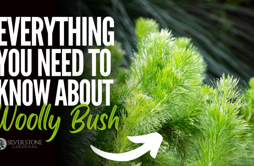 Everything You Need To Know About Woolly Bush – Adenanthos