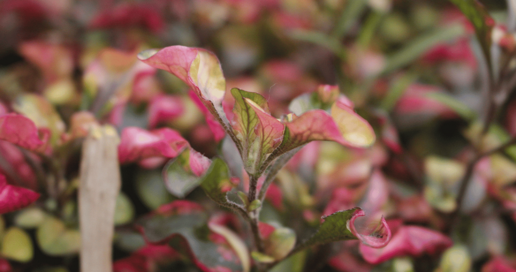 close up photo of alternanthera Joseph's coat