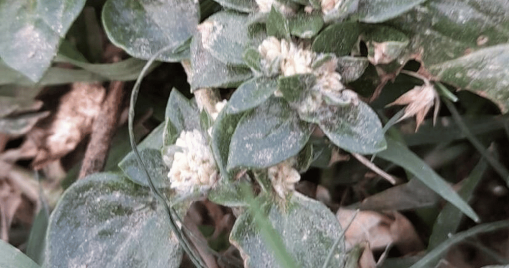 A picture of an unhealthy alternanthera