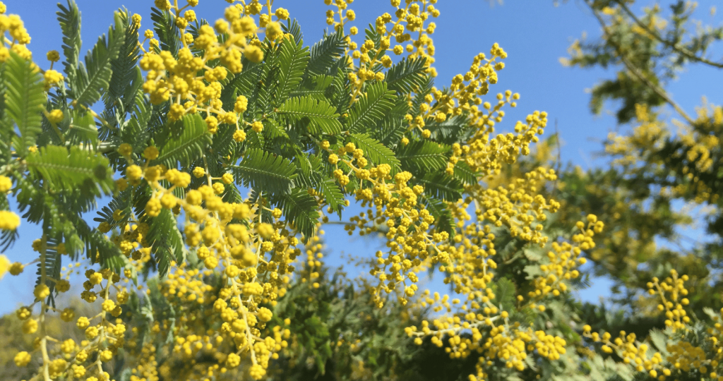 Acacia Flowers and Leaves