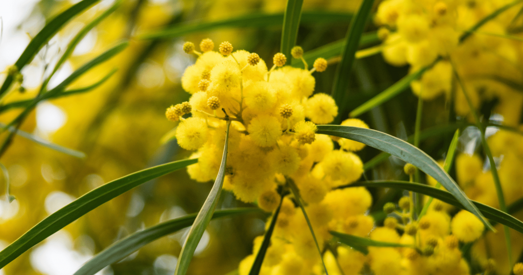Acacia Wattle Flower