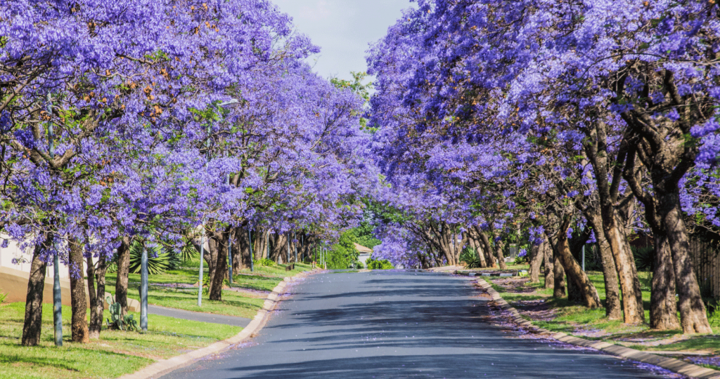 Aesthetic Streets filled with Jacaranda Pruning Requirements