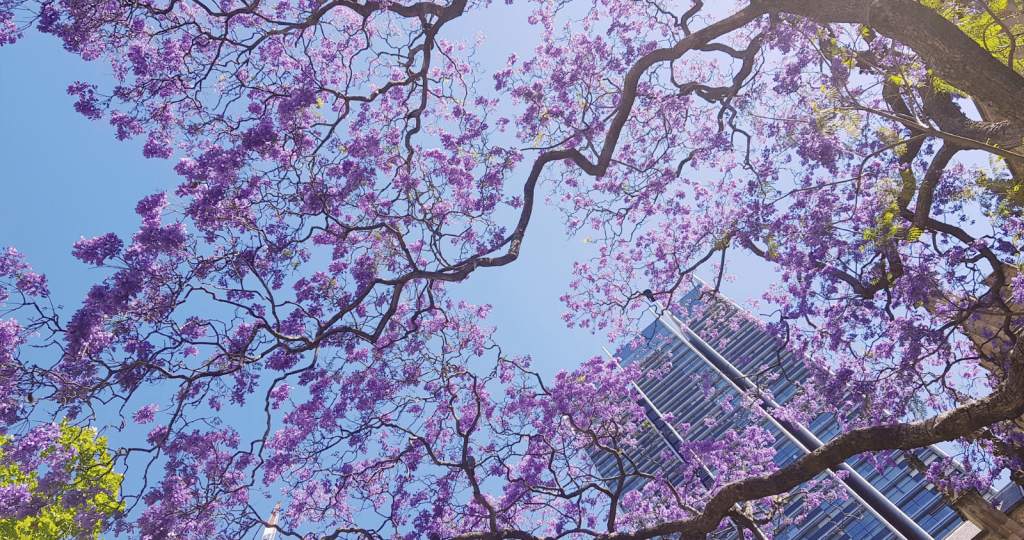 Aesthetic and Scenic Beauty of Jacaranda