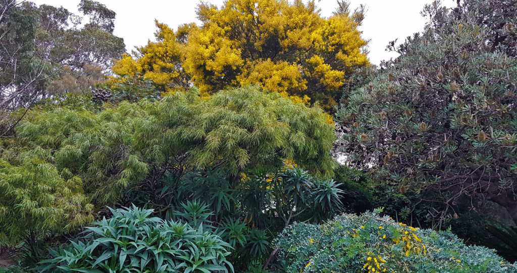 Australian Acacia Tree Among Its Environment