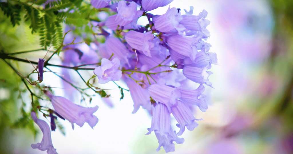 Beautiful Jacaranda flowers